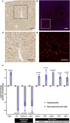 Hepatic factor may not originate from hepatocytes